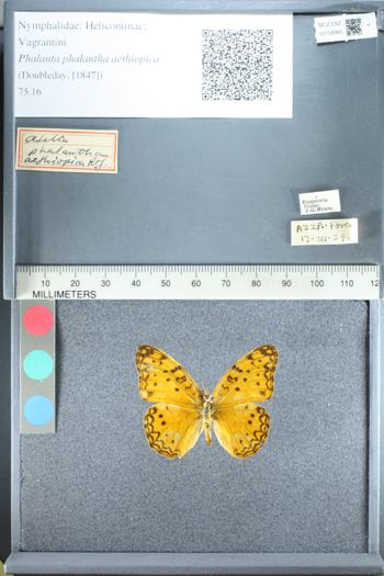 Media type: image;   Entomology 158980